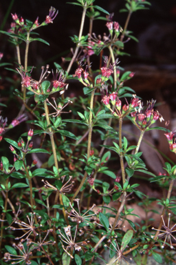 APII jpeg image of Pomax umbellata  © contact APII