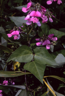 APII jpeg image of Dipogon lignosus  © contact APII