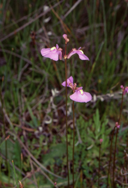 APII jpeg image of Utricularia dichotoma  © contact APII