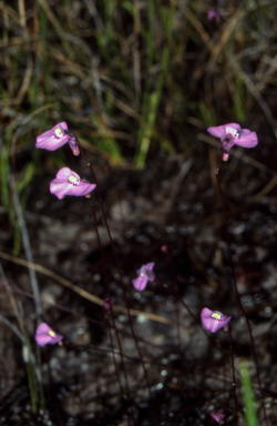 APII jpeg image of Utricularia uniflora  © contact APII