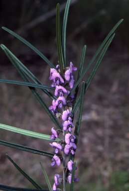 APII jpeg image of Hovea linearis  © contact APII