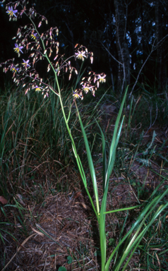 APII jpeg image of Dianella longifolia var. longifolia  © contact APII