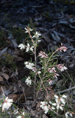 APII jpeg image of Lissanthe strigosa subsp. subulata  © contact APII