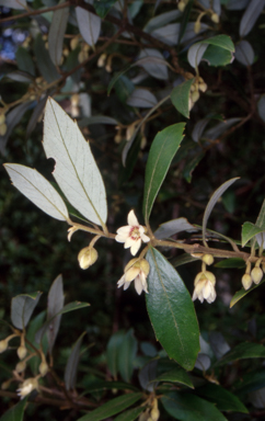 APII jpeg image of Atherosperma moschatum  © contact APII