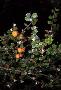 APII jpeg image of Pittosporum spinescens  © contact APII