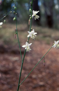 APII jpeg image of Arthropodium milleflorum  © contact APII