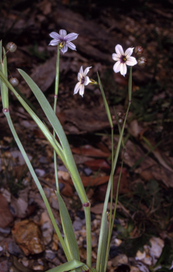 APII jpeg image of Sisyrinchium micranthum  © contact APII