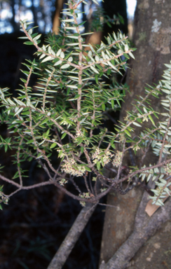 APII jpeg image of Acrotriche divaricata  © contact APII