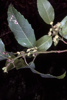 APII jpeg image of Hedycarya angustifolia  © contact APII