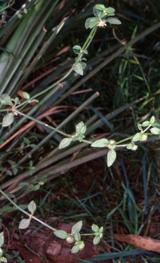 APII jpeg image of Opercularia hispida  © contact APII