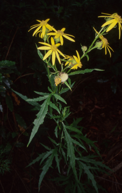 APII jpeg image of Senecio vagus subsp. vagus  © contact APII