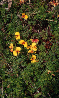 APII jpeg image of Dillwynia prostrata  © contact APII
