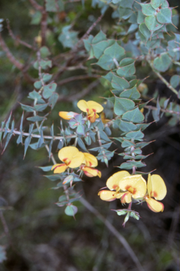 APII jpeg image of Pultenaea spinosa  © contact APII