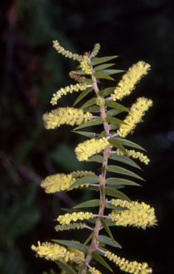 APII jpeg image of Acacia oxycedrus  © contact APII