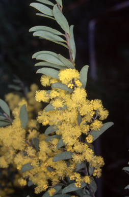 APII jpeg image of Acacia kybeanensis  © contact APII