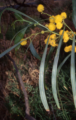APII jpeg image of Acacia saligna  © contact APII