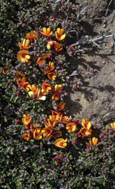 APII jpeg image of Pultenaea microphylla  © contact APII