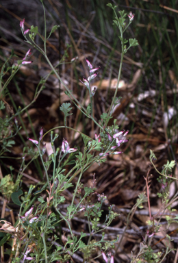 APII jpeg image of Fumaria muralis subsp. muralis  © contact APII