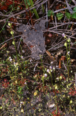 APII jpeg image of Utricularia uliginosa  © contact APII