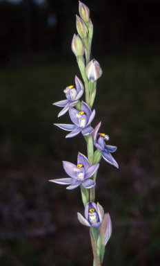 APII jpeg image of Thelymitra malvina  © contact APII