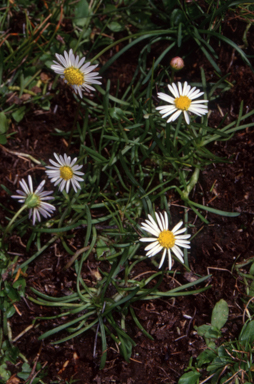 APII jpeg image of Brachyscome radicans  © contact APII