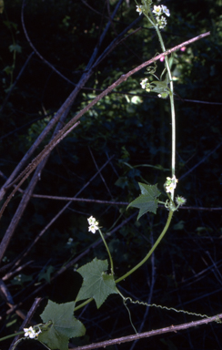 APII jpeg image of Sicyos australis  © contact APII