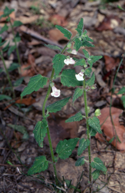 APII jpeg image of Scutellaria mollis  © contact APII