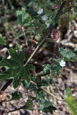 APII jpeg image of Malva parviflora  © contact APII