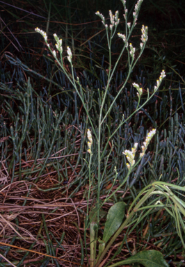 APII jpeg image of Limonium australe  © contact APII