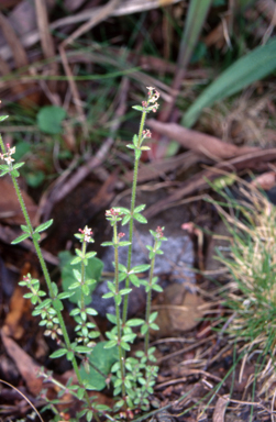APII jpeg image of Galium gaudichaudii subsp. gaudichaudii  © contact APII