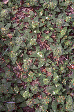 APII jpeg image of Richardia humistrata  © contact APII