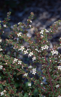 APII jpeg image of Zieria adenophora  © contact APII