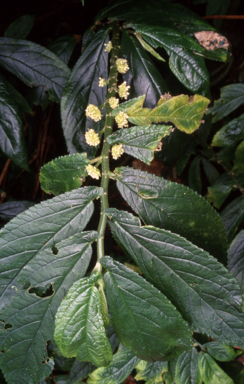 APII jpeg image of Elatostema reticulatum  © contact APII