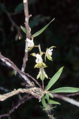 APII jpeg image of Sarcochilus australis  © contact APII