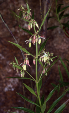 APII jpeg image of Haloragodendron baeuerlenii  © contact APII