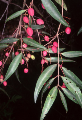 APII jpeg image of Notelaea ligustrina  © contact APII