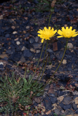 APII jpeg image of Leontodon saxatilis  © contact APII