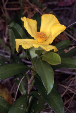 APII jpeg image of Hibbertia scandens  © contact APII