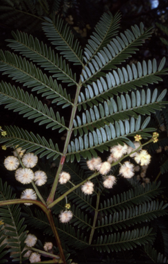 APII jpeg image of Acacia terminalis subsp. Glabrous  © contact APII