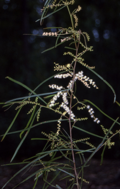 APII jpeg image of Acacia longissima  © contact APII