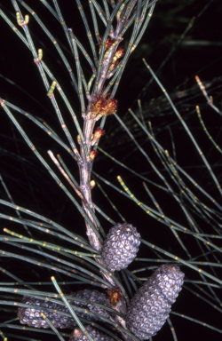 APII jpeg image of Allocasuarina littoralis  © contact APII