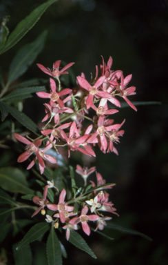 APII jpeg image of Ceratopetalum gummiferum  © contact APII
