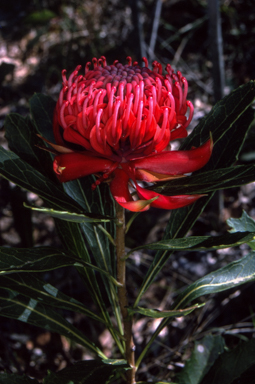 APII jpeg image of Telopea speciosissima  © contact APII