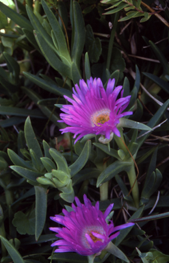 APII jpeg image of Carpobrotus glaucescens  © contact APII