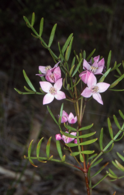 APII jpeg image of Boronia thujona  © contact APII