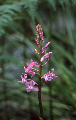 APII jpeg image of Dipodium roseum  © contact APII