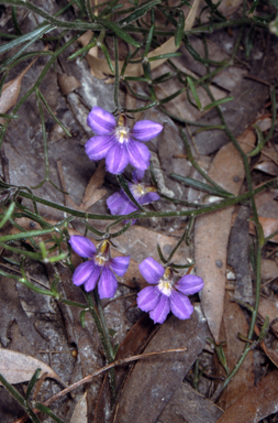 APII jpeg image of Scaevola ramosissima  © contact APII