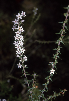 APII jpeg image of Epacris pulchella  © contact APII