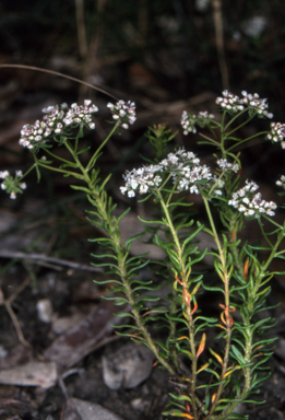APII jpeg image of Poranthera ericifolia  © contact APII