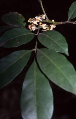 APII jpeg image of Synoum glandulosum subsp. glandulosum  © contact APII